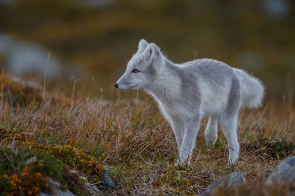 Αρκτική Αλεπού Ένα Φθινοπωρινό Τοπίο — Φωτογραφία Αρχείου