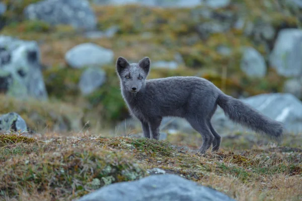 Polarfuchs Einer Herbstlichen Landschaft — Stockfoto