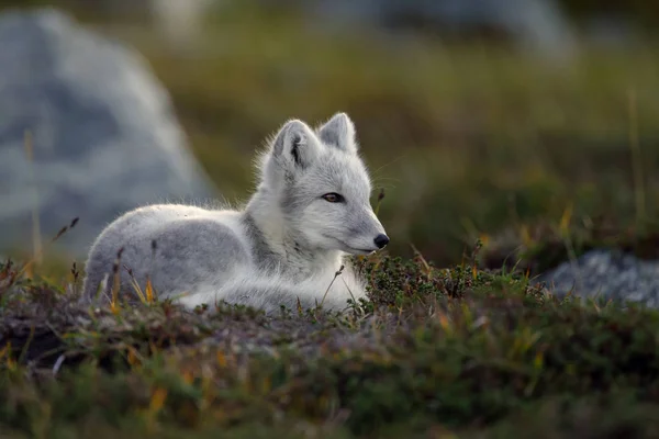 Renard Arctique Dans Paysage Automne — Photo