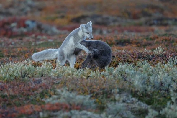 Αρκτικές Αλεπούδες Ένα Φθινοπωρινό Τοπίο — Φωτογραφία Αρχείου