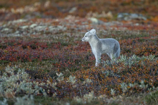 Арктический Лис Осеннем Пейзаже — стоковое фото