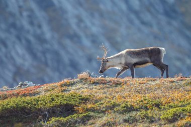 Ren geyiği veya doğa sonbahar renkleri ile Ren geyiği (Rangifer tarandus)