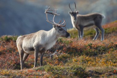 Ren geyiği veya doğa sonbahar renkleri ile Ren geyiği (Rangifer tarandus)