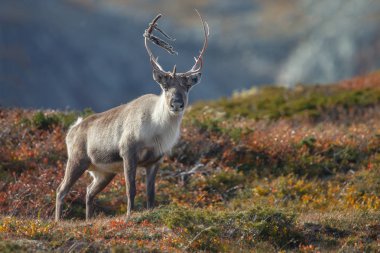 Ren geyiği veya doğa sonbahar renkleri ile Ren geyiği (Rangifer tarandus)
