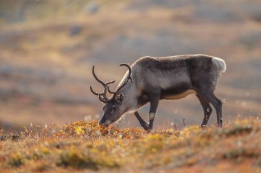 Ren geyiği veya doğa sonbahar renkleri ile Ren geyiği (Rangifer tarandus)