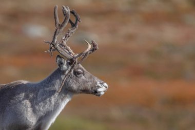 Ren geyiği veya doğa sonbahar renkleri ile Ren geyiği (Rangifer tarandus)