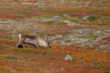 Ren geyiği veya doğa sonbahar renkleri ile Ren geyiği (Rangifer tarandus)