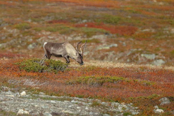 Renas Caraíbas Rangifer Tarandus Natureza Com Cores Outono — Fotografia de Stock