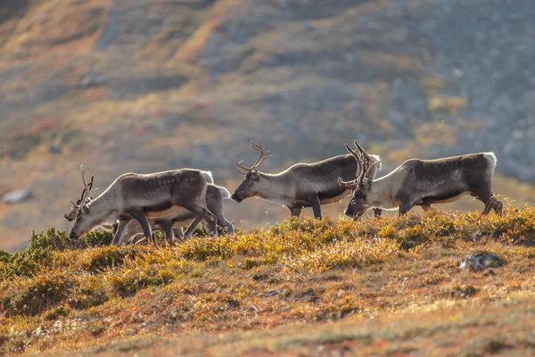 Rennes Caribous Rangifer Tarandus Dans Nature Aux Couleurs Automnales — Photo