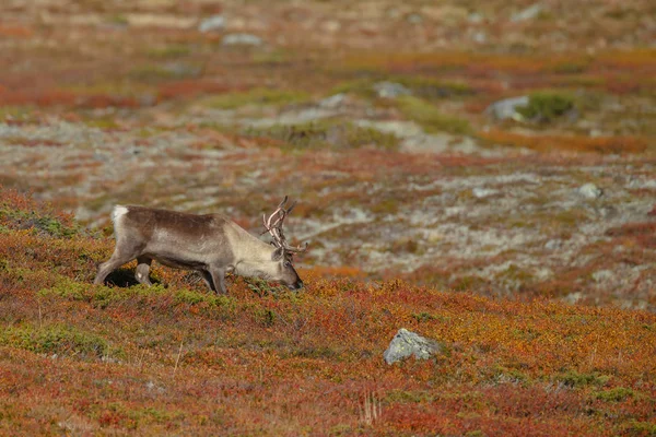Ren Eller Caribou Rangifer Tarandus Naturen Med Höstens Färger — Stockfoto