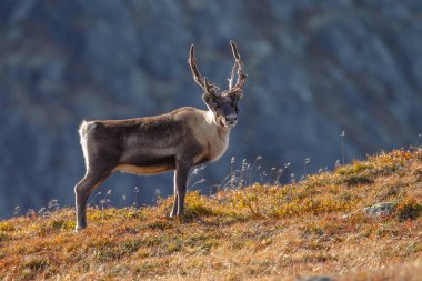 Ren geyiği veya doğa sonbahar renkleri ile Ren geyiği (Rangifer tarandus)