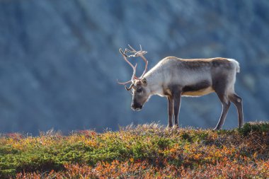 Ren geyiği veya doğa sonbahar renkleri ile Ren geyiği (Rangifer tarandus)