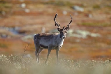 Ren geyiği veya doğa sonbahar renkleri ile Ren geyiği (Rangifer tarandus)