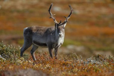 Ren geyiği veya doğa sonbahar renkleri ile Ren geyiği (Rangifer tarandus)