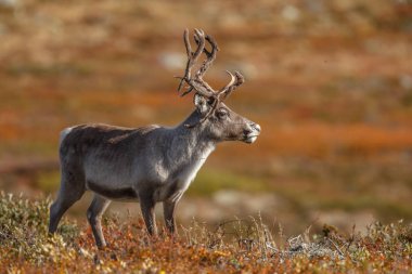 Ren geyiği veya doğa sonbahar renkleri ile Ren geyiği (Rangifer tarandus)