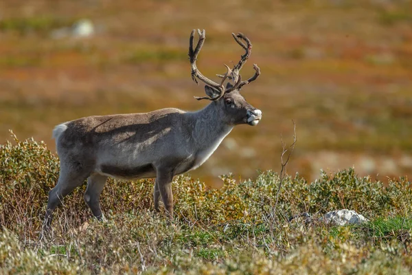 Оленину Або Caribou Rangifer Tarandus Природі Осінніх Квітів — стокове фото