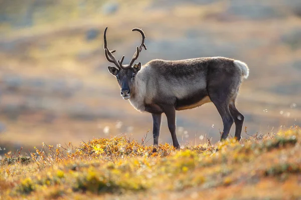 Ren Eller Caribou Rangifer Tarandus Naturen Med Höstens Färger — Stockfoto