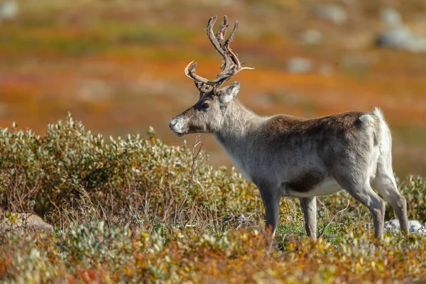 Ren Geyiği Veya Doğa Sonbahar Renkleri Ile Ren Geyiği Rangifer — Stok fotoğraf