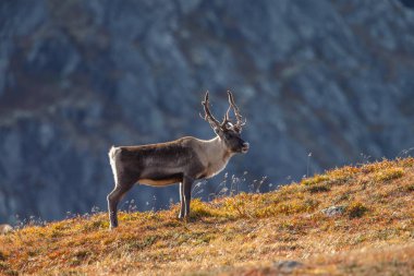 Ren geyiği veya doğa sonbahar renkleri ile Ren geyiği (Rangifer tarandus)