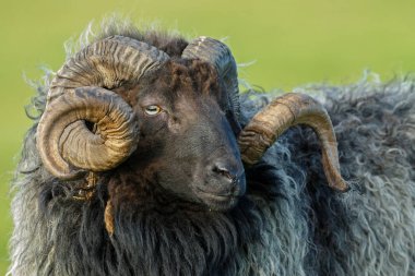 Sheep male portrait with horn clipart
