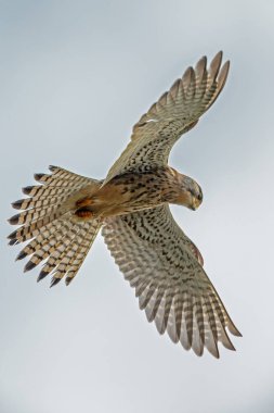 Arayışı içinde fare kerkenez (şahin).