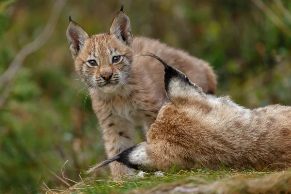Lynx Filhote Gatinho Ambiente Natureza — Fotografia de Stock
