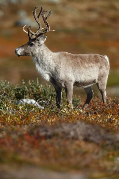 Renas Caraíbas Rangifer Tarandus Natureza Com Cores Outono — Fotografia de Stock