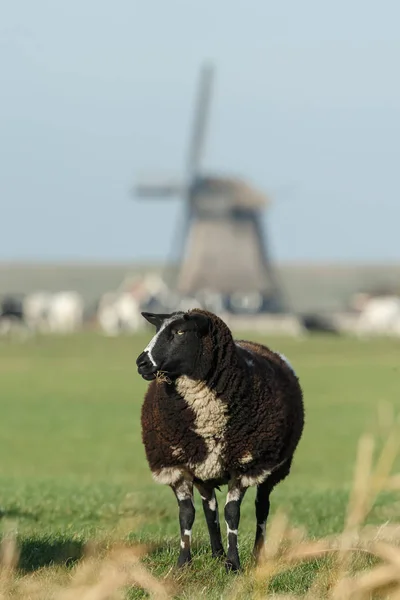 Juhok Holland Vidéki Környezetben Szélmalom Háttérben — Stock Fotó