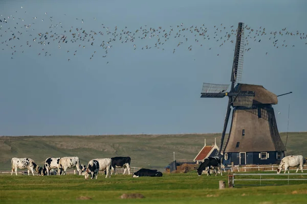 Dutch sheep in a dutch landscape