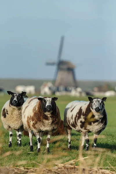 Egy Holland Táj Holland Juh — Stock Fotó