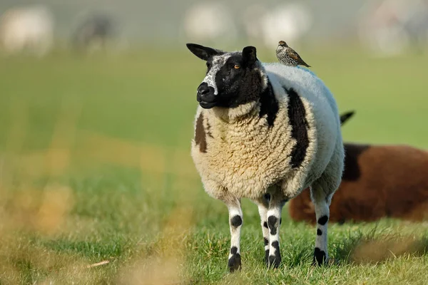 Голландские Овцы Голландском Ландшафте — стоковое фото