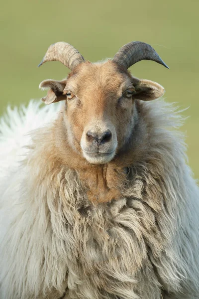 Sheep Male Portrait Horn — Stock Photo, Image