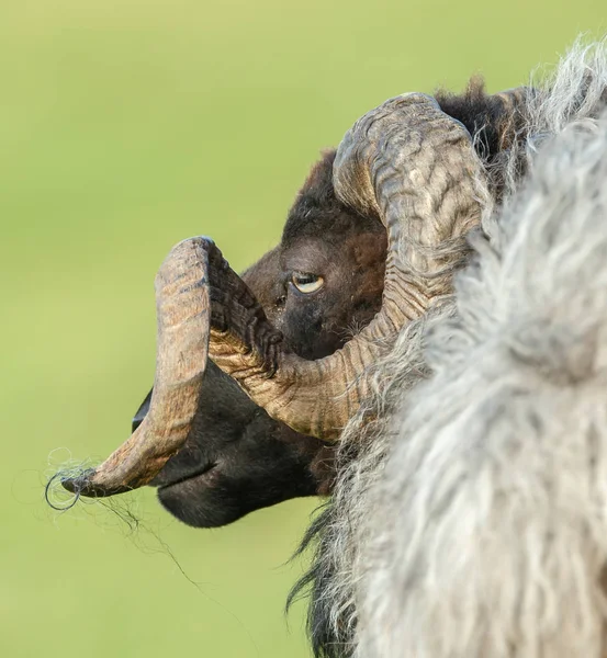 Schaf Männlich Porträt Mit Horn — Stockfoto