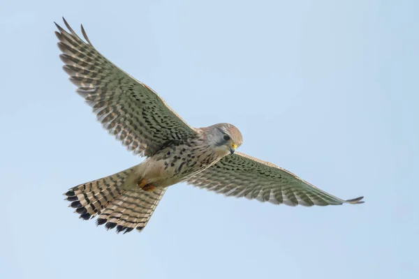 Poštolka Obecná Falcon Při Hledání Myš — Stock fotografie
