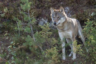 Sonbahar renkleri ile bir ortamda gri kurt