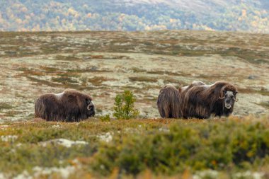 Misk-ox Dovrefjell Norveç ayarlama renkli bir sonbahar