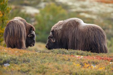 Misk-ox Dovrefjell Norveç ayarlama renkli bir sonbahar