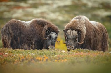 Misk-ox Dovrefjell Norveç ayarlama renkli bir sonbahar