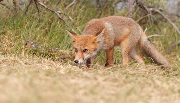 Red Fox Mládě Přírodě — Stock fotografie