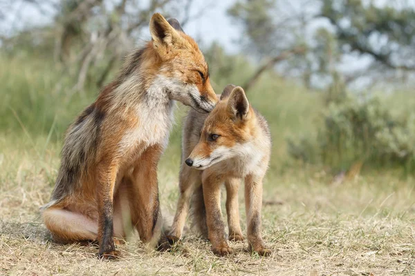 Red Fox Mláďata Přírodě — Stock fotografie