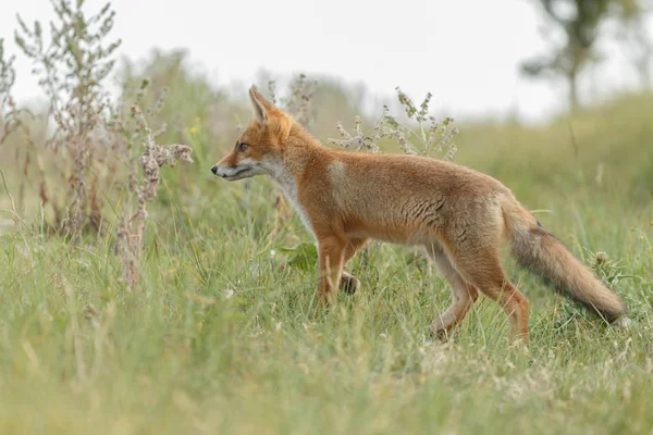 Κόκκινη Αλεπού Cub Στη Φύση — Φωτογραφία Αρχείου