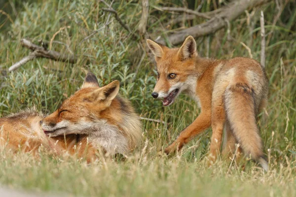 Red Fox Cubs Natuur — Stockfoto