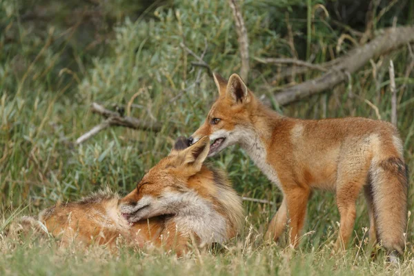 Szczeniaki Red Fox Przyrodzie — Zdjęcie stockowe