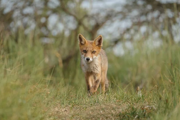 Κόκκινη Αλεπού Cub Στη Φύση — Φωτογραφία Αρχείου