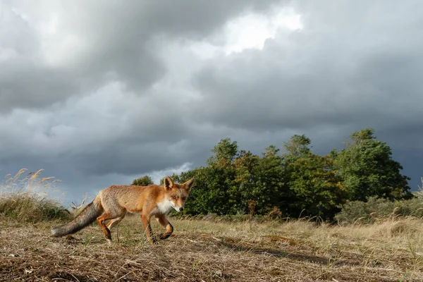 Red Fox Cub Nature — Stock Photo, Image