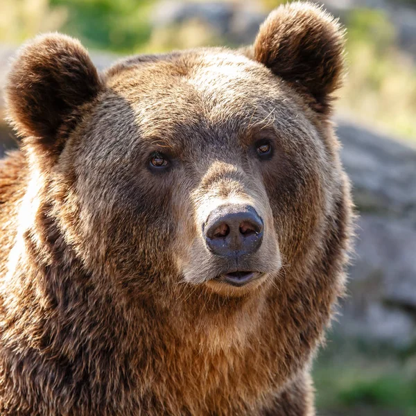 Retrato Urso Marrom Perto — Fotografia de Stock
