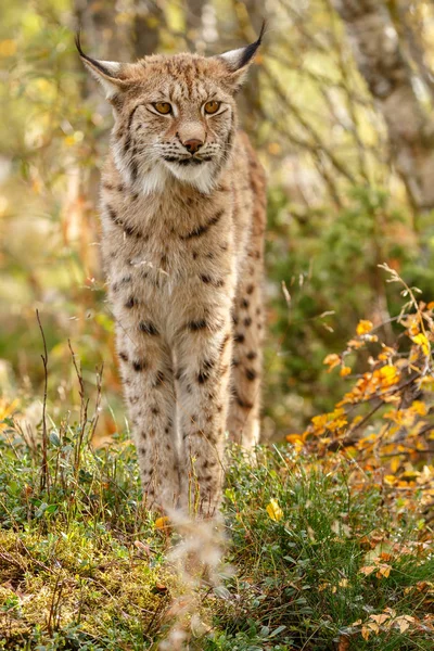 Lynx Madre Retrato Sobre Naturaleza — Foto de Stock