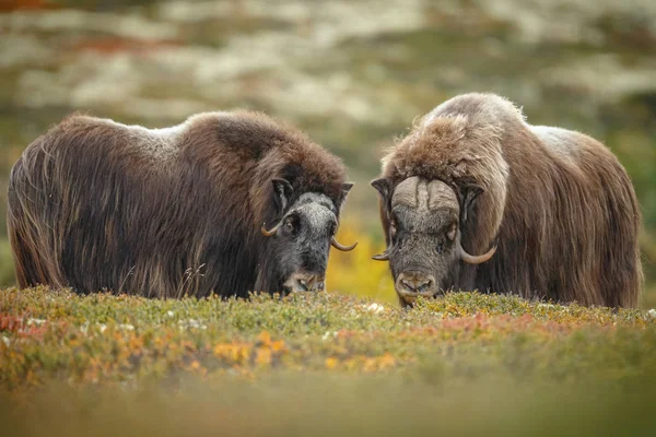 ドブレフィエル ノルウェーで設定色の秋にジャコウ牛 — ストック写真