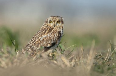 Kısa kulaklı Baykuş çim 
