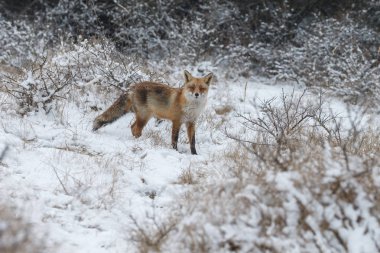 Kışın soğuk bir günde güzel kızıl tilki